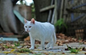 La Ciudad suma una web para encontrar mascotas perdidas y fomentar la adopción