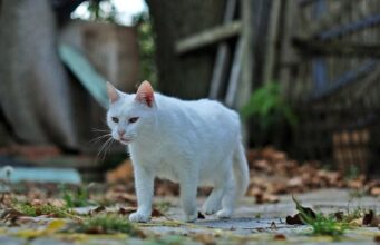 La Ciudad suma una web para encontrar mascotas perdidas y fomentar la adopción