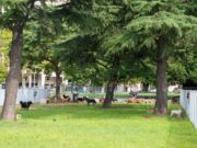 Renovaron los caniles del Parque Thays y mejoraron la seguridad para mascotas