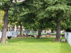 Renovaron los caniles del Parque Thays y mejoraron la seguridad para mascotas