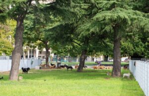 Renovaron los caniles del Parque Thays y mejoraron la seguridad para mascotas