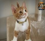Oliver, el gatito con “pulgares” que ha sorprendido a todos
