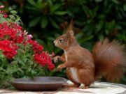 Una flor de 32.000 volvió a florecer gracias a semillas guardadas por una ardilla