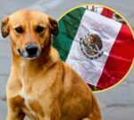 México reconoció al «perro caramelo» como raza nacional