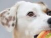 Italia dio un importante paso a favor del bienestar animal