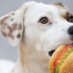 Italia dio un importante paso a favor del bienestar animal