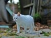 Animales BA: la nueva web para vecinos que tienen perros y gatos en la Ciudad