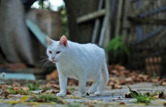Animales BA: la nueva web para vecinos que tienen perros y gatos en la Ciudad