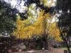 El árbol milenario que tiñe de oro la Ciudad