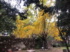El árbol milenario que tiñe de oro la Ciudad
