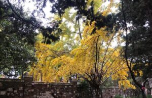El árbol milenario que tiñe de oro la Ciudad