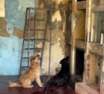 Conmovedora escena de dos perritos llorando frente al nicho de su dueño