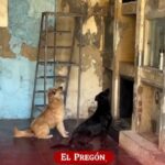 Conmovedora escena de dos perritos llorando frente al nicho de su dueño