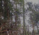 Taló 15 arrayanes protegidos y ahora tendrá que plantar más de 50 árboles nativos