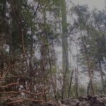 Taló 15 arrayanes protegidos y ahora tendrá que plantar más de 50 árboles nativos