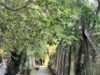 Agronomía, el barrio porteño donde los espacios verdes cambian el ritmo de la Ciudad