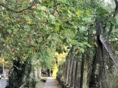 Agronomía, el barrio porteño donde los espacios verdes cambian el ritmo de la Ciudad