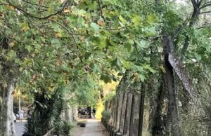 Agronomía, el barrio porteño donde los espacios verdes cambian el ritmo de la Ciudad