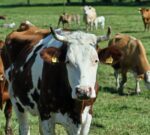 La confianza del campo rebota 14% y vuelve a acercarse a su máximo histórico: mejora el ánimo de los productores, pero la inversión aún espera
