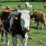 La confianza del campo rebota 14% y vuelve a acercarse a su máximo histórico: mejora el ánimo de los productores, pero la inversión aún espera
