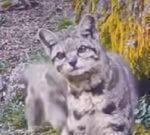 Registran una hermosa gata andina junto a su cría en Perú