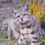 Registran una hermosa gata andina junto a su cría en Perú