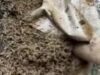 ¿Cómo los insectos ayudan a resolver crímenes?