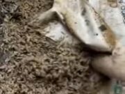 ¿Cómo los insectos ayudan a resolver crímenes?