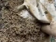 ¿Cómo los insectos ayudan a resolver crímenes?