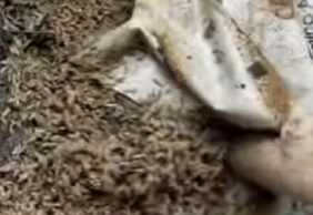 ¿Cómo los insectos ayudan a resolver crímenes?
