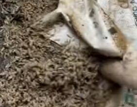 ¿Cómo los insectos ayudan a resolver crímenes?