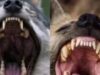 Estas son las diferencias entre los molares de un lobo y una hiena