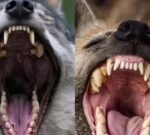 Estas son las diferencias entre los molares de un lobo y una hiena