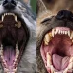 Estas son las diferencias entre los molares de un lobo y una hiena