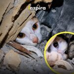 Después de 23 días desaparecida, rescataron en Venezuela, a Luli con vida