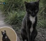 Durante ocho años un gato callejero acompañó a estudiantes de una universidad en Estados Unidos y luego le hicieron una estatua de bronce