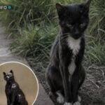 Durante ocho años un gato callejero acompañó a estudiantes de una universidad en Estados Unidos y luego le hicieron una estatua de bronce