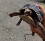 Salvaron a la tortuga que estuvo once días atrapada en La Guaira