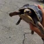Salvaron a la tortuga que estuvo once días atrapada en La Guaira
