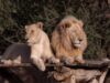 Una pareja de leones puede aparearse hasta 40 veces por día quedando, el macho, completamente exhausto
