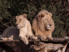 Una pareja de leones puede aparearse hasta 40 veces por día quedando, el macho, completamente exhausto