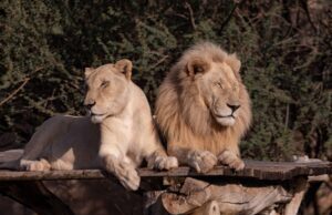 Una pareja de leones puede aparearse hasta 40 veces por día quedando, el macho, completamente exhausto