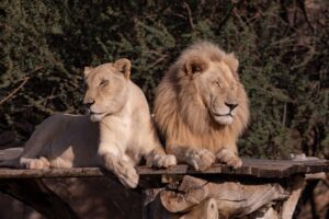 Una pareja de leones puede aparearse hasta 40 veces por día quedando, el macho, completamente exhausto