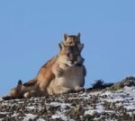 Una de las escenas más tiernas en la Patagonia: una mamá puma juega con su cachorro