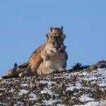 Una de las escenas más tiernas en la Patagonia: una mamá puma juega con su cachorro