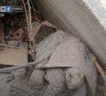 Salvaron a Pascualina, la tortuga que estuvo sepultada por 34 días en los escombros de La Guaira, Venezuela
