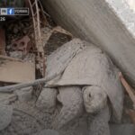 Salvaron a Pascualina, la tortuga que estuvo sepultada por 34 días en los escombros de La Guaira, Venezuela