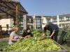 Cómo aprender a producir alimentos en la Ciudad
