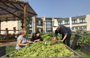 Cómo aprender a producir alimentos en la Ciudad