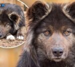 El Wolfdog es un hìbrido entre lobo y perro, por eso su apariencia es muy similar